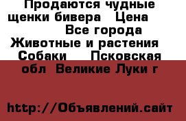 Продаются чудные щенки бивера › Цена ­ 25 000 - Все города Животные и растения » Собаки   . Псковская обл.,Великие Луки г.